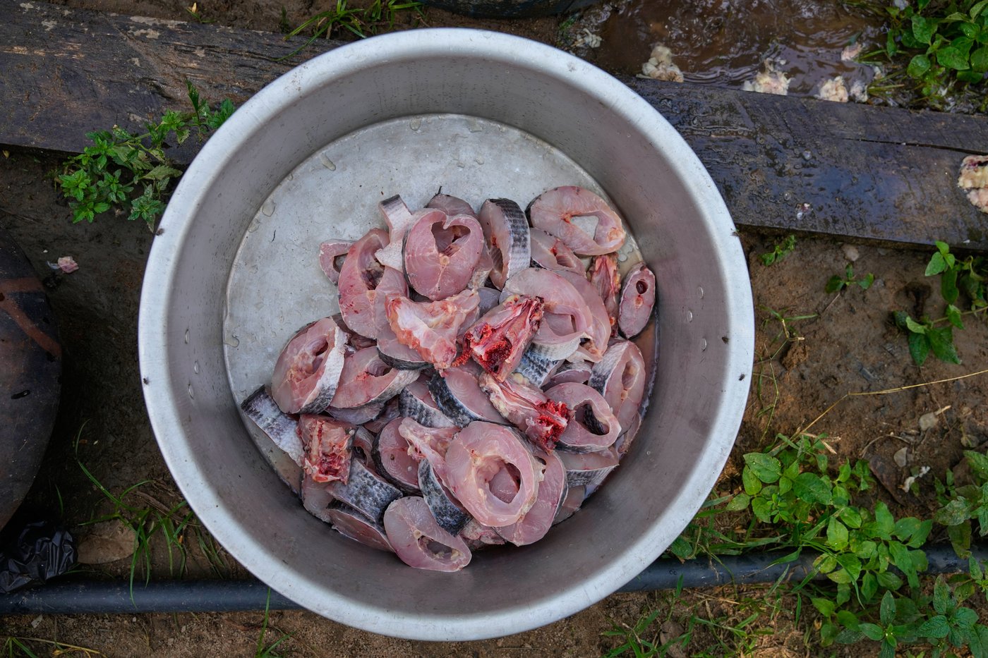 Sri Lankan freshwater fishers keen to turn invasive species threat into an opportunity | iNFOnews.ca