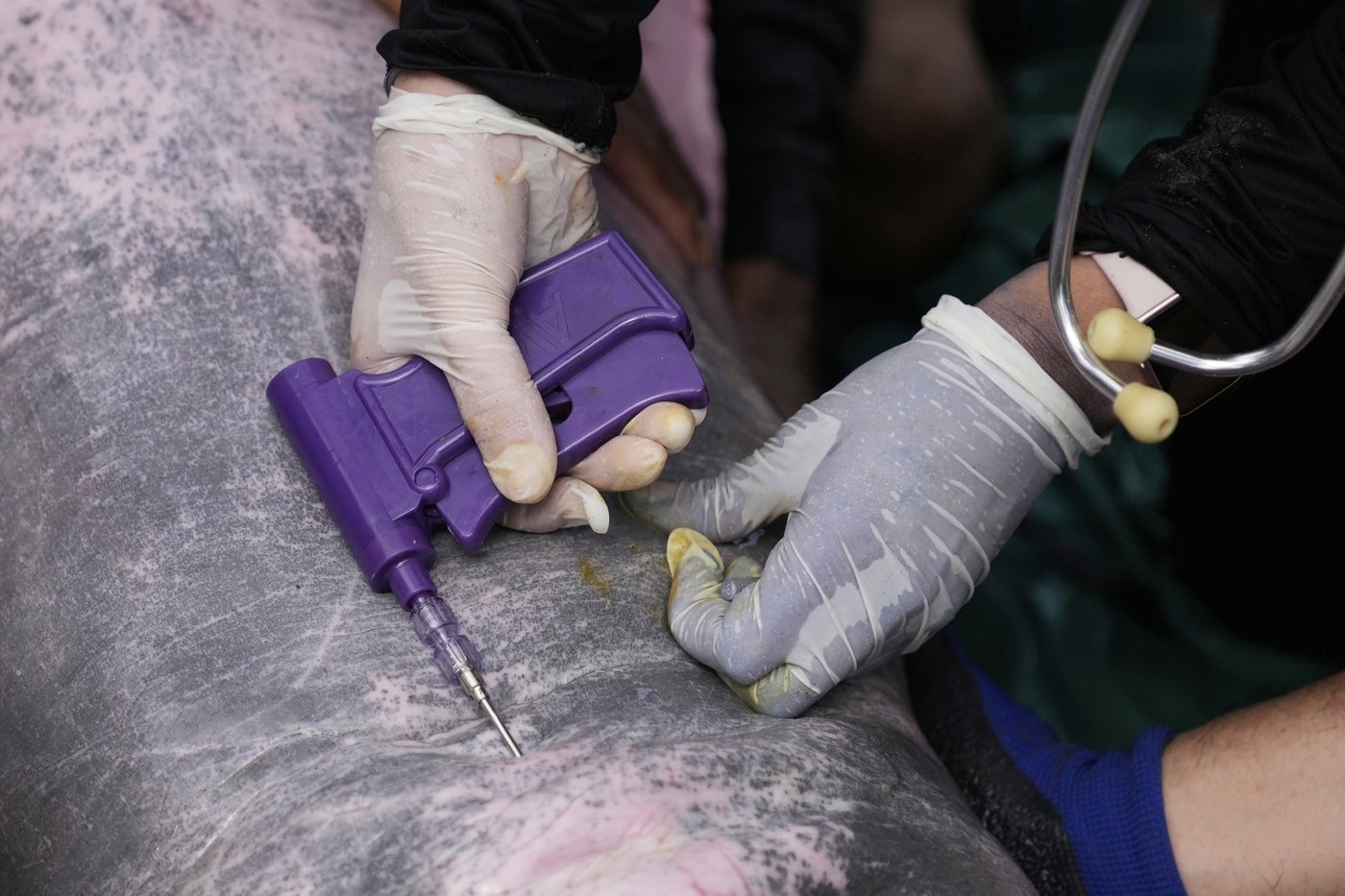 Endangered pink river dolphins face a rising mercury threat in the Amazon | iNFOnews.ca