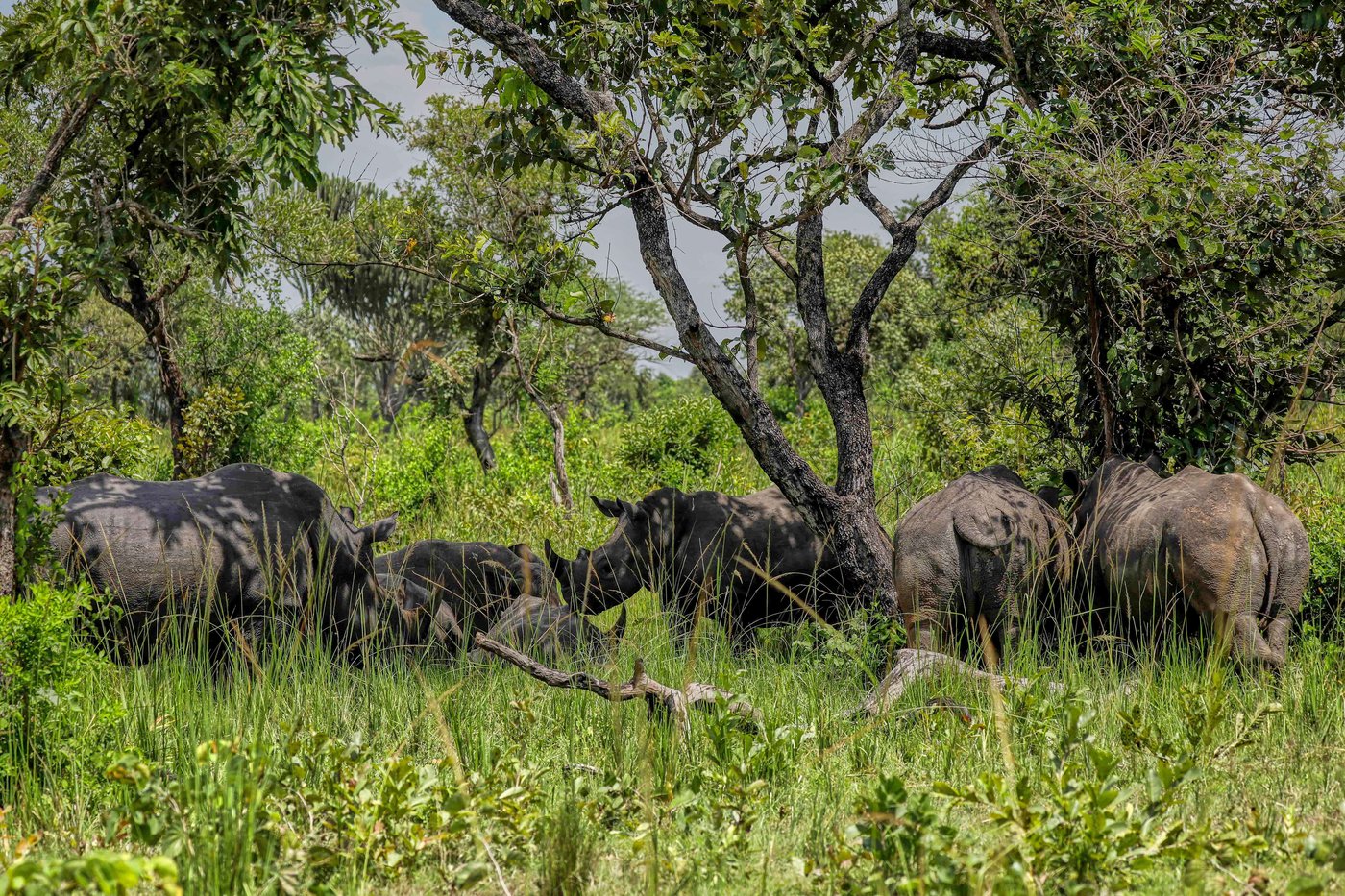 On World Rhino Day, South Africa marks progress but still loses a rhino daily to poachers | iNFOnews.ca