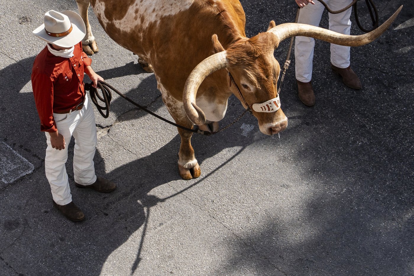 From Ralphie to Uga, live animal mascots inspire fans and create deep connections with their teams | iNFOnews.ca