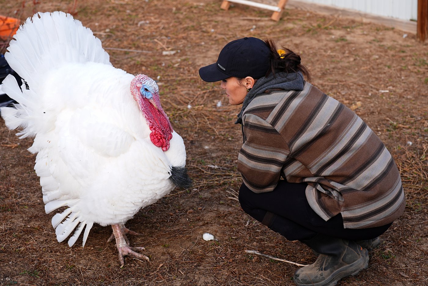 Some families are 'adopting' turkeys for Thanksgiving instead of eating them | iNFOnews.ca