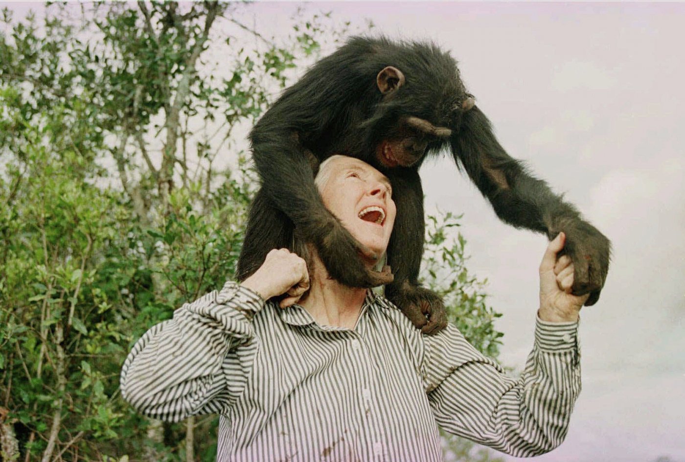 Environmentalists, politicians, celebrities recall life and influence of primatologist Jane Goodall | iNFOnews.ca