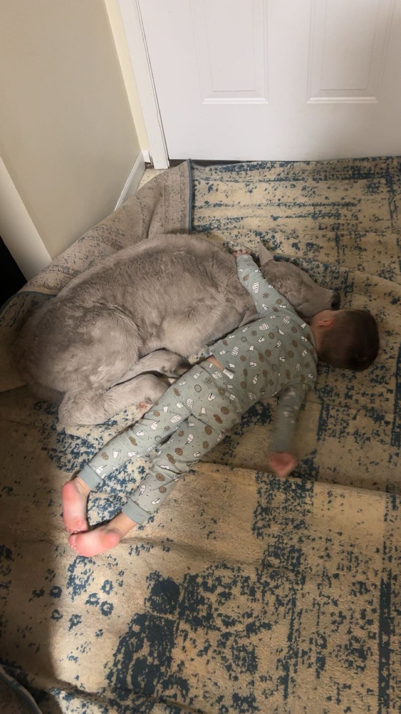 Newborn calf struggling in deep freeze brought indoors to curl up on couch | iNFOnews.ca