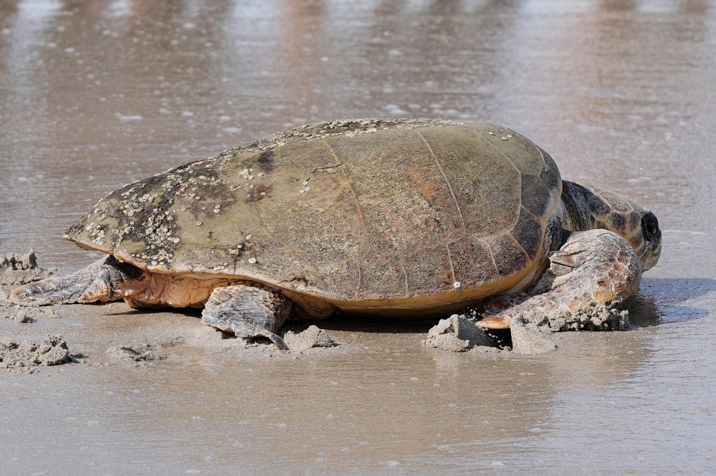 June Cleaver the loggerhead turtle is released into the ocean off Florida after rehab | iNFOnews.ca