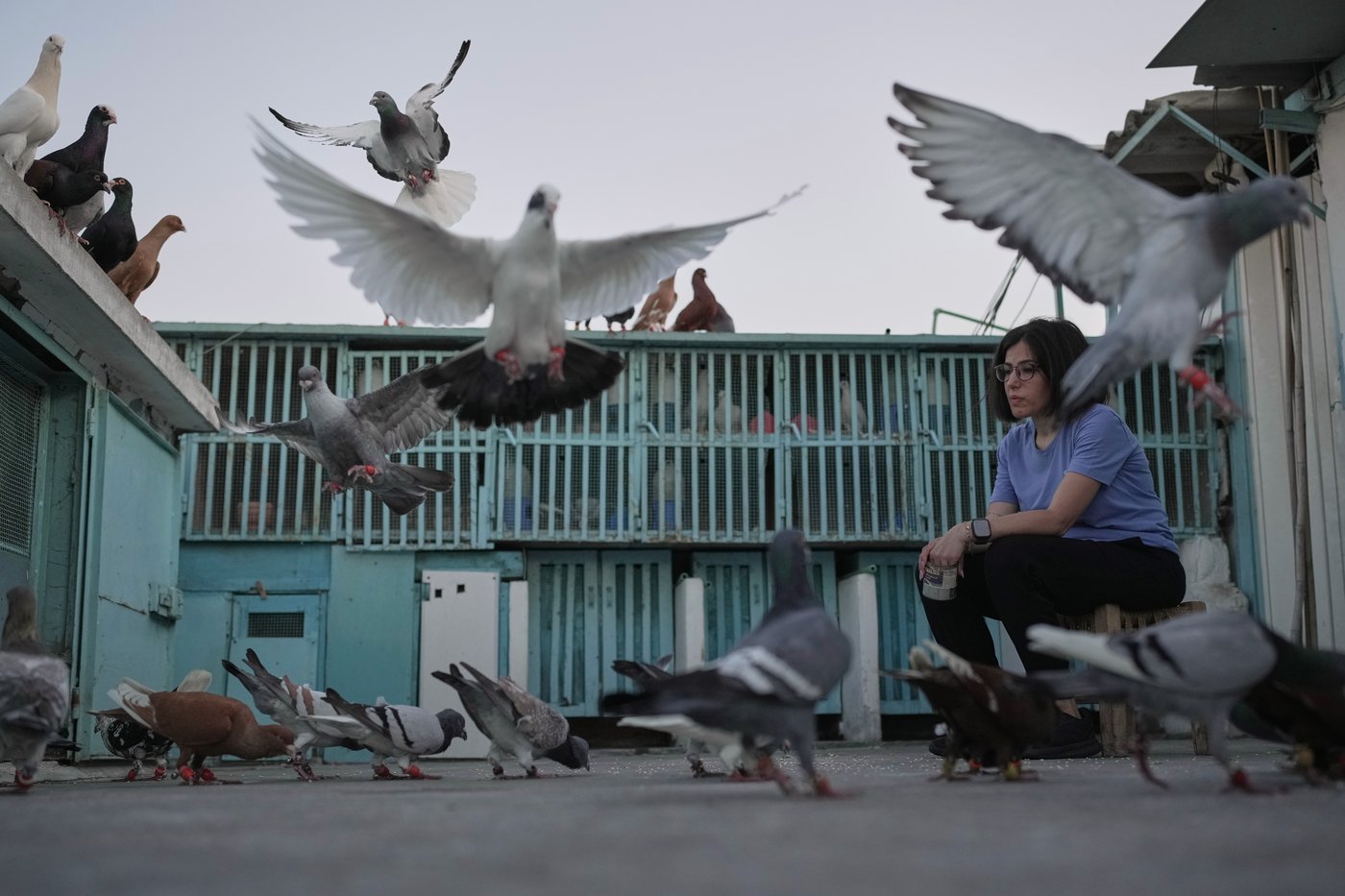 Photos of a Beirut woman's rooftop sanctuary for pigeons | iNFOnews.ca