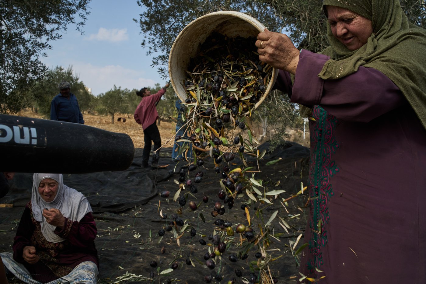 Photos capture West Bank olive harvest as villagers fear more violence by Israeli settlers | iNFOnews.ca