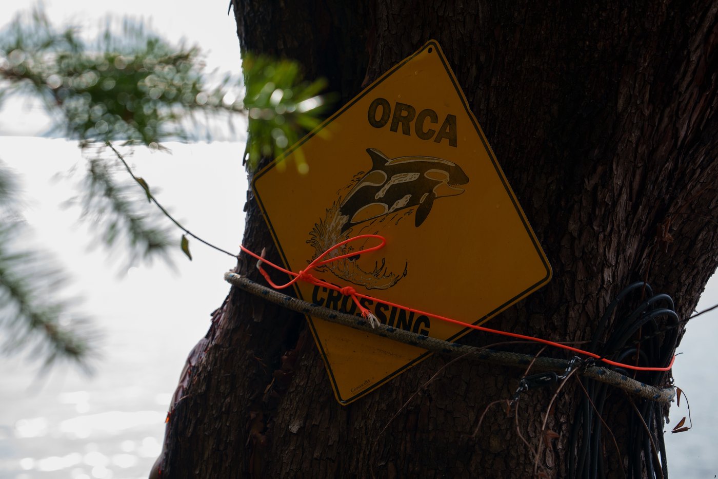 Scientists hope underwater fiber-optic cables can help save endangered orcas | iNFOnews.ca Scientists hope underwater fiber-optic cables can help save endangered orcas | iNFOnews.ca