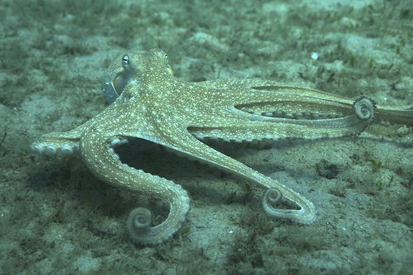 How to use 8 arms? Octopuses tend to explore with their front limbs | iNFOnews.ca