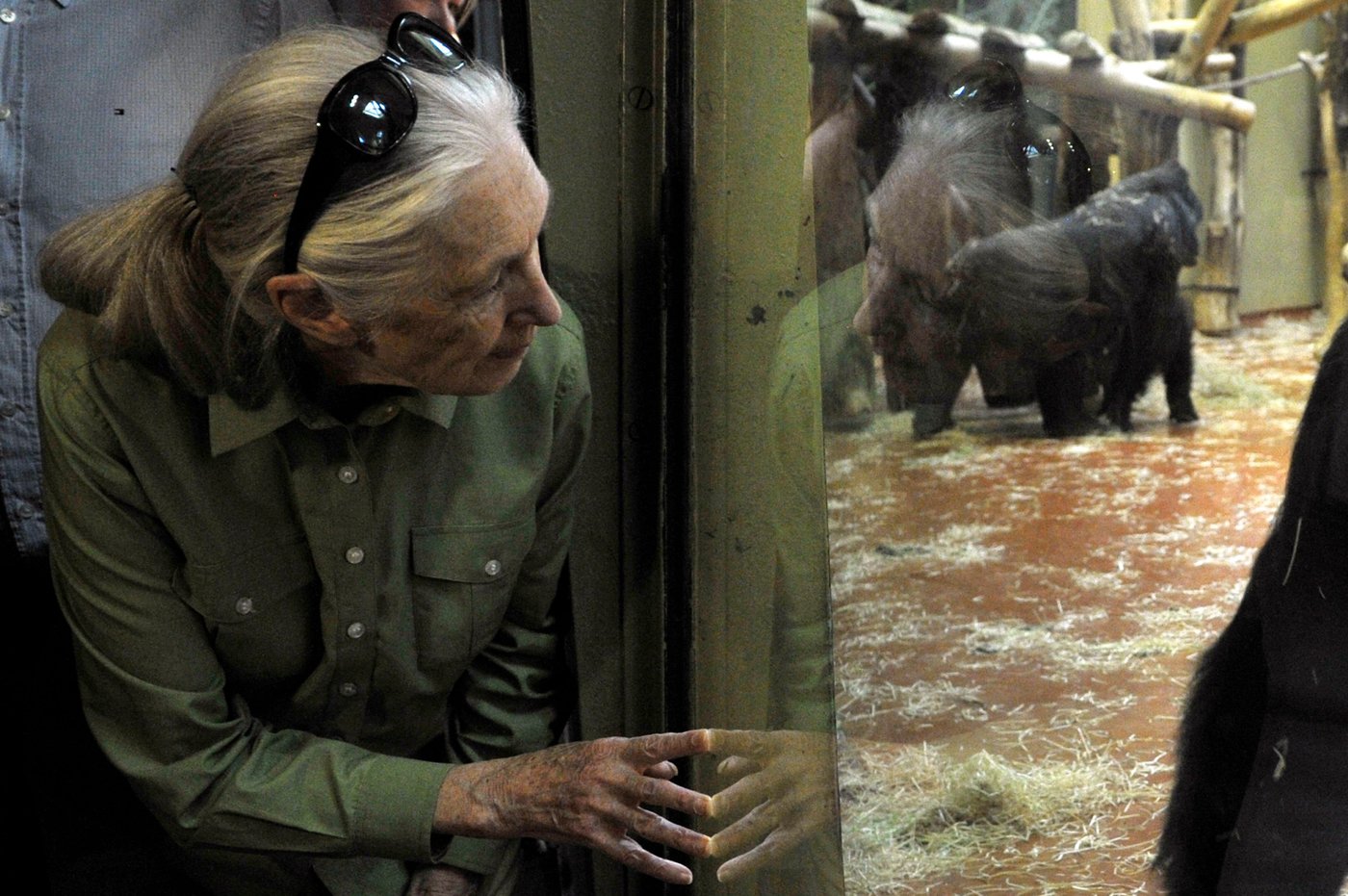 Remembering Jane Goodall in photos: the conservationist renowned for chimpanzee research | iNFOnews.ca