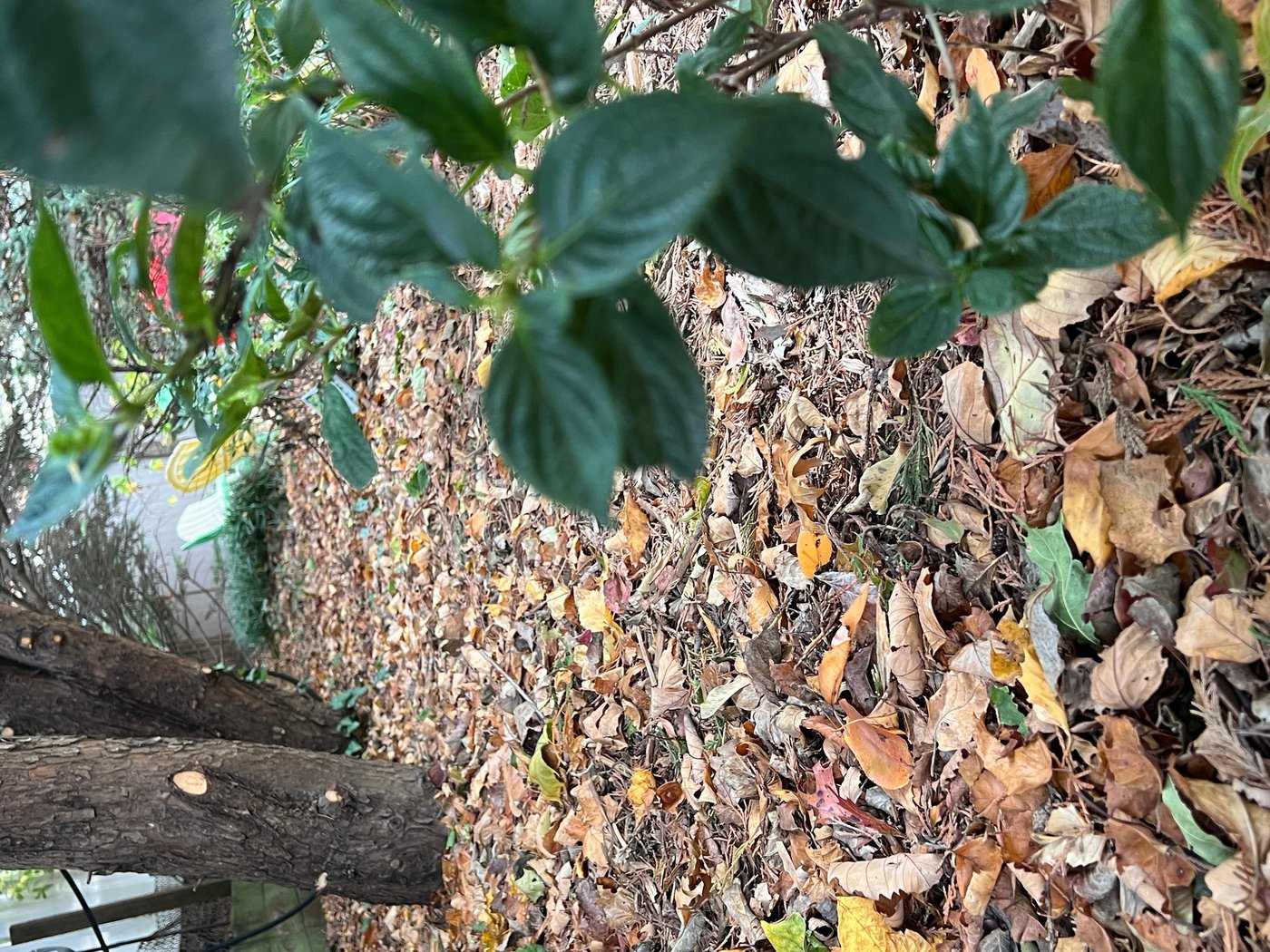 Transform fallen leaves into valuable leaf mold for your garden this fall | iNFOnews.ca