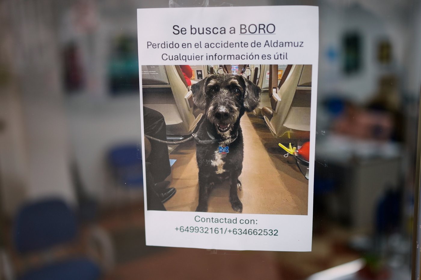 Survivor of Spain's train crash pleads for help finding her dog Boro, and social media users rally | iNFOnews.ca