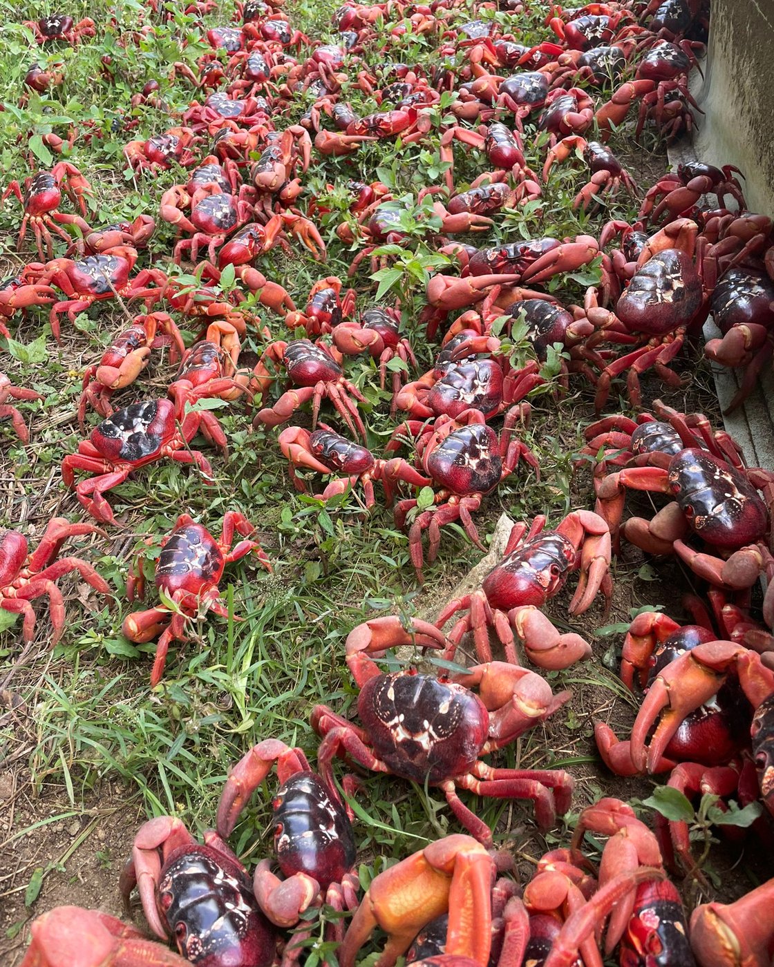 People use garden tools to protect millions of migrating red crabs on Christmas Island | iNFOnews.ca People use garden tools to protect millions of migrating red crabs on Christmas Island | iNFOnews.ca