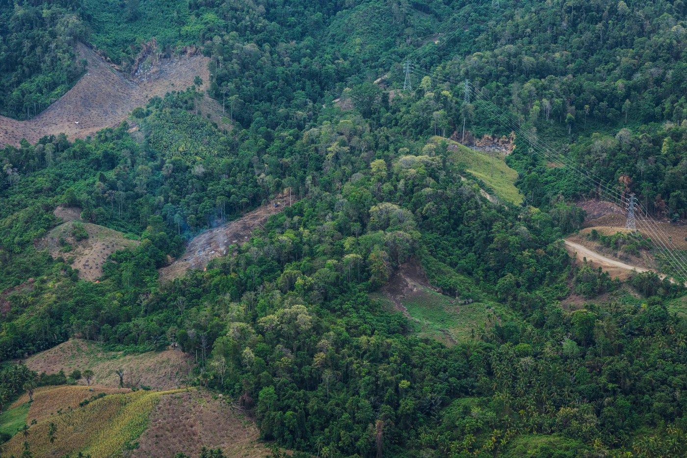 Interpol announces a new global fight against illegal deforestation | iNFOnews.ca