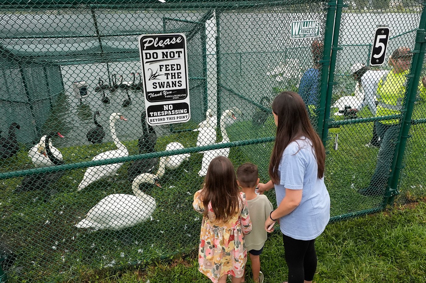 Lakeland's swans, descendants of Queen Elizabeth II's gift, get annual health checkup | iNFOnews.ca Lakeland's swans, descendants of Queen Elizabeth II's gift, get annual health checkup | iNFOnews.ca