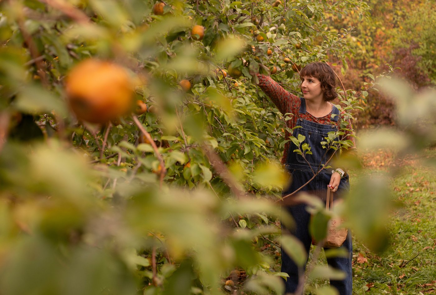 Drought has muted this year's leaf-peeping season, but pockets of brilliant colors remain | iNFOnews.ca Drought has muted this year's leaf-peeping season, but pockets of brilliant colors remain | iNFOnews.ca