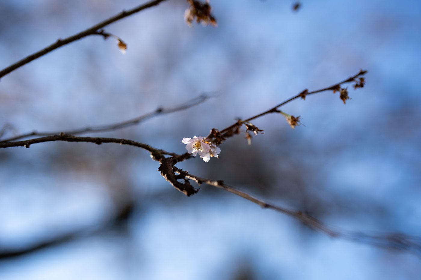 B.C.'s balmy January brings out blossoms, but a cold snap could put plants in peril | iNFOnews.ca