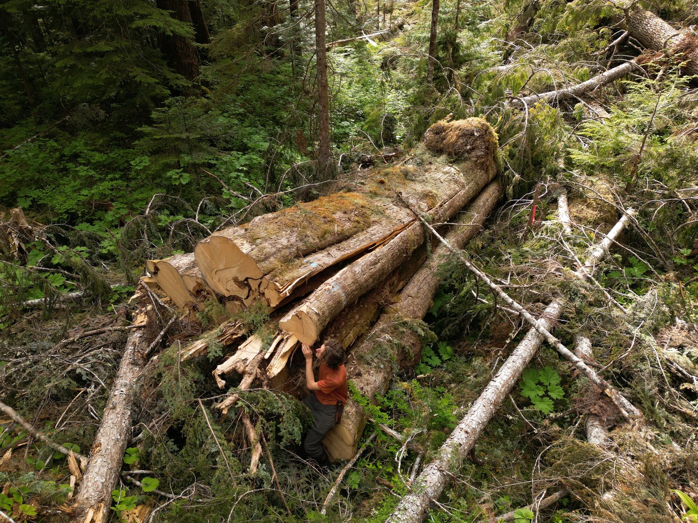 Why was 'incredible' giant cedar cut down, despite B.C.'s big-tree protection law? | iNFOnews.ca Why was 'incredible' giant cedar cut down, despite B.C.'s big-tree protection law? | iNFOnews.ca