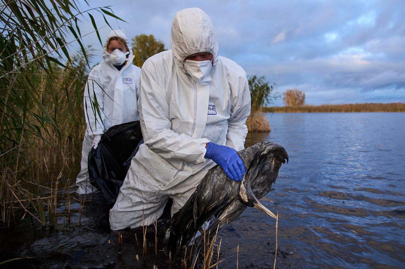 Bird flu hits migrating cranes hard in Germany as the virus flares up | iNFOnews.ca Bird flu hits migrating cranes hard in Germany as the virus flares up | iNFOnews.ca