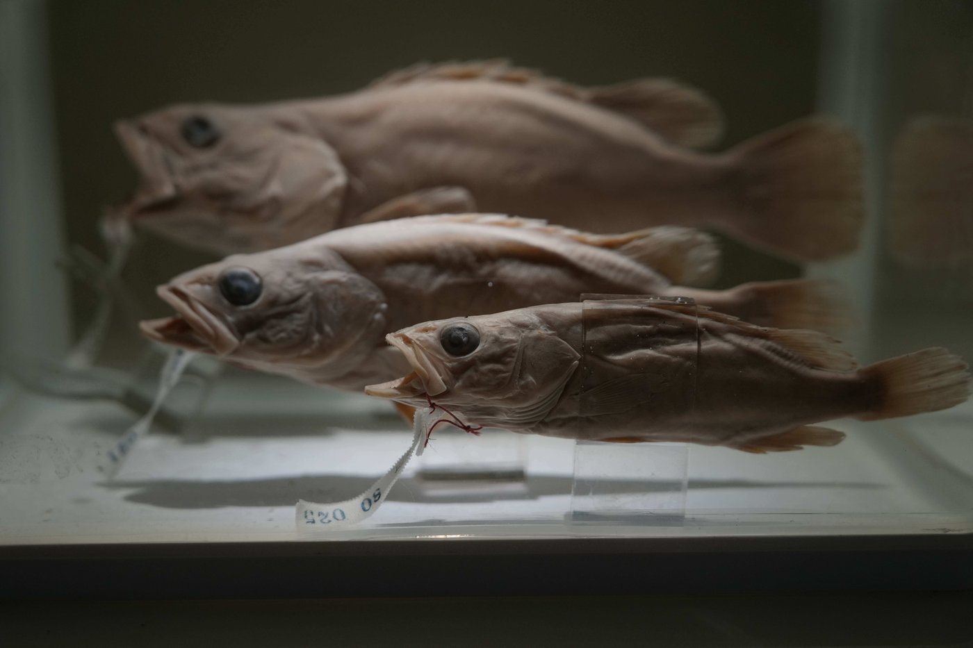 Photos show scientists breeding rare and endangered animals in China’s longest river | iNFOnews.ca