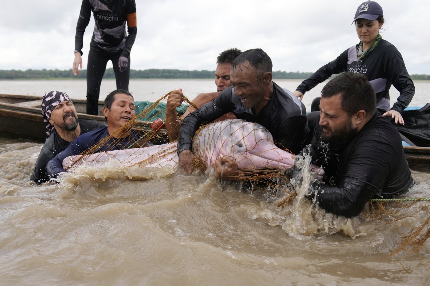 Endangered pink river dolphins face a rising mercury threat in the Amazon | iNFOnews.ca