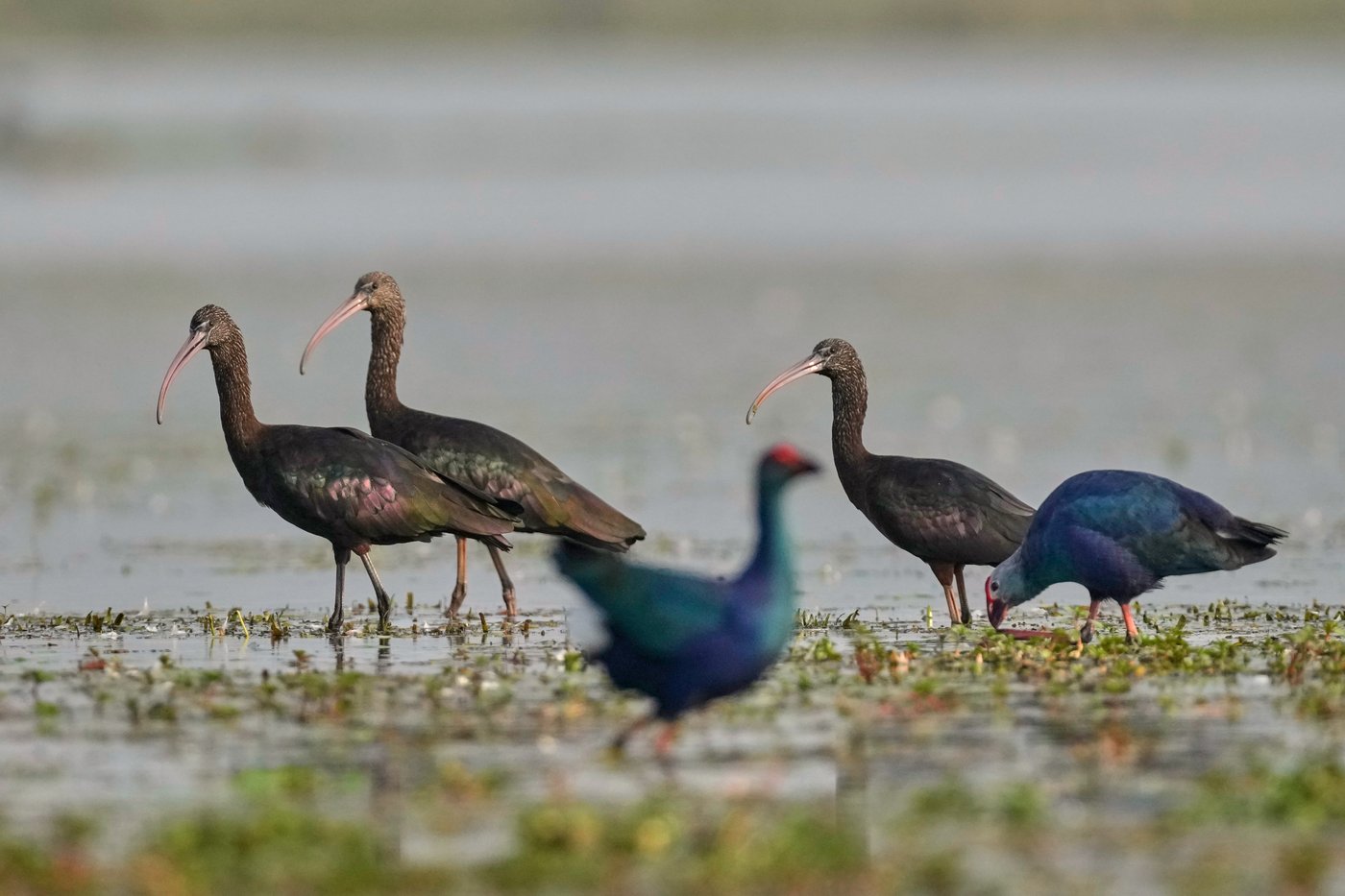 Photos show migratory birds after their arrival at an Indian wildlife sanctuary | iNFOnews.ca