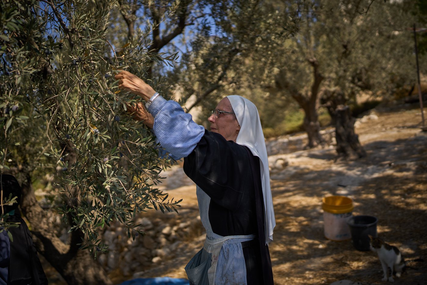 Photos show monks and nuns harvesting olives on the Holy Land’s Mount of Olives | iNFOnews.ca