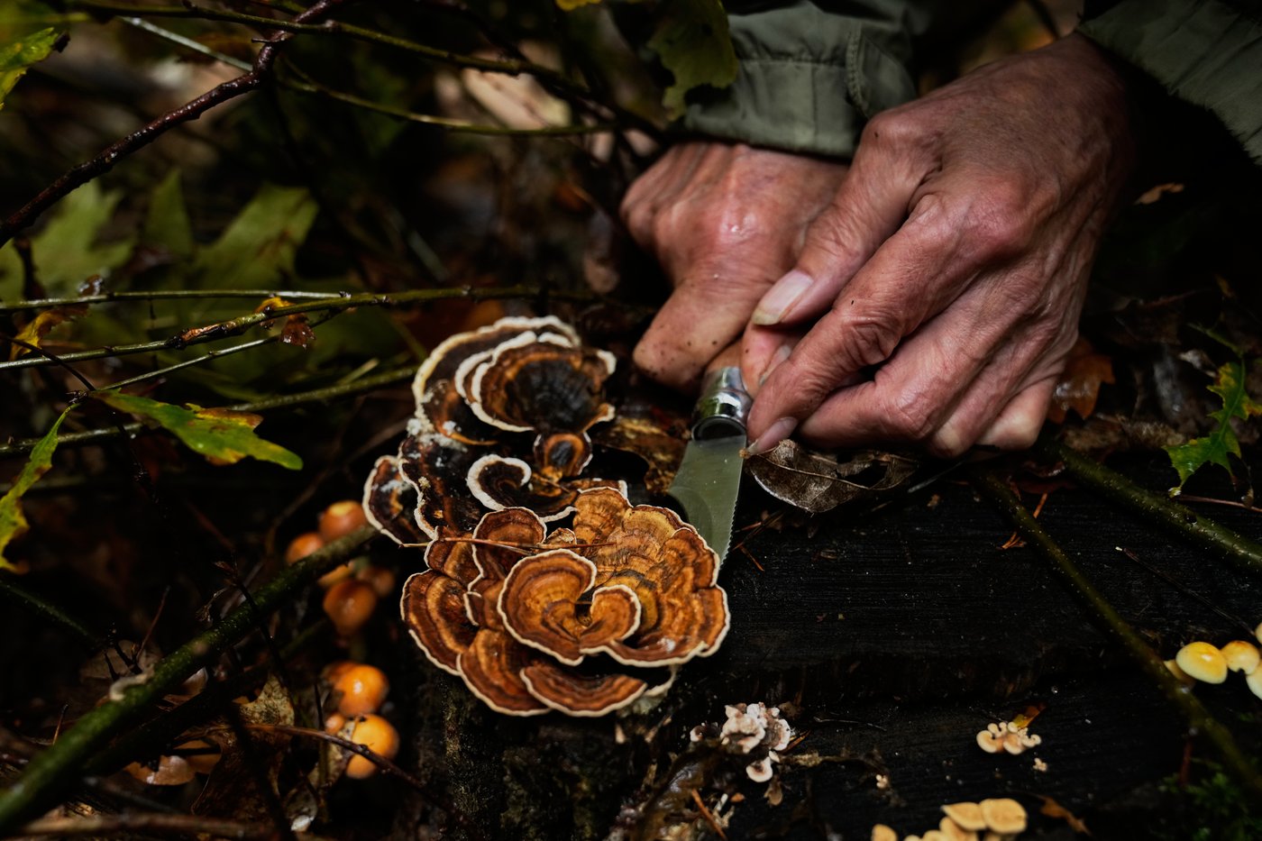 Mushroom hunting in Germany sees a revival thanks to veganism and medicinal fungi, in photos | iNFOnews.ca