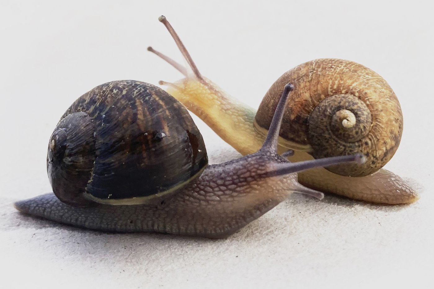 Ned is a perfectly nice snail, but a rare shell means a doomed love life | iNFOnews.ca