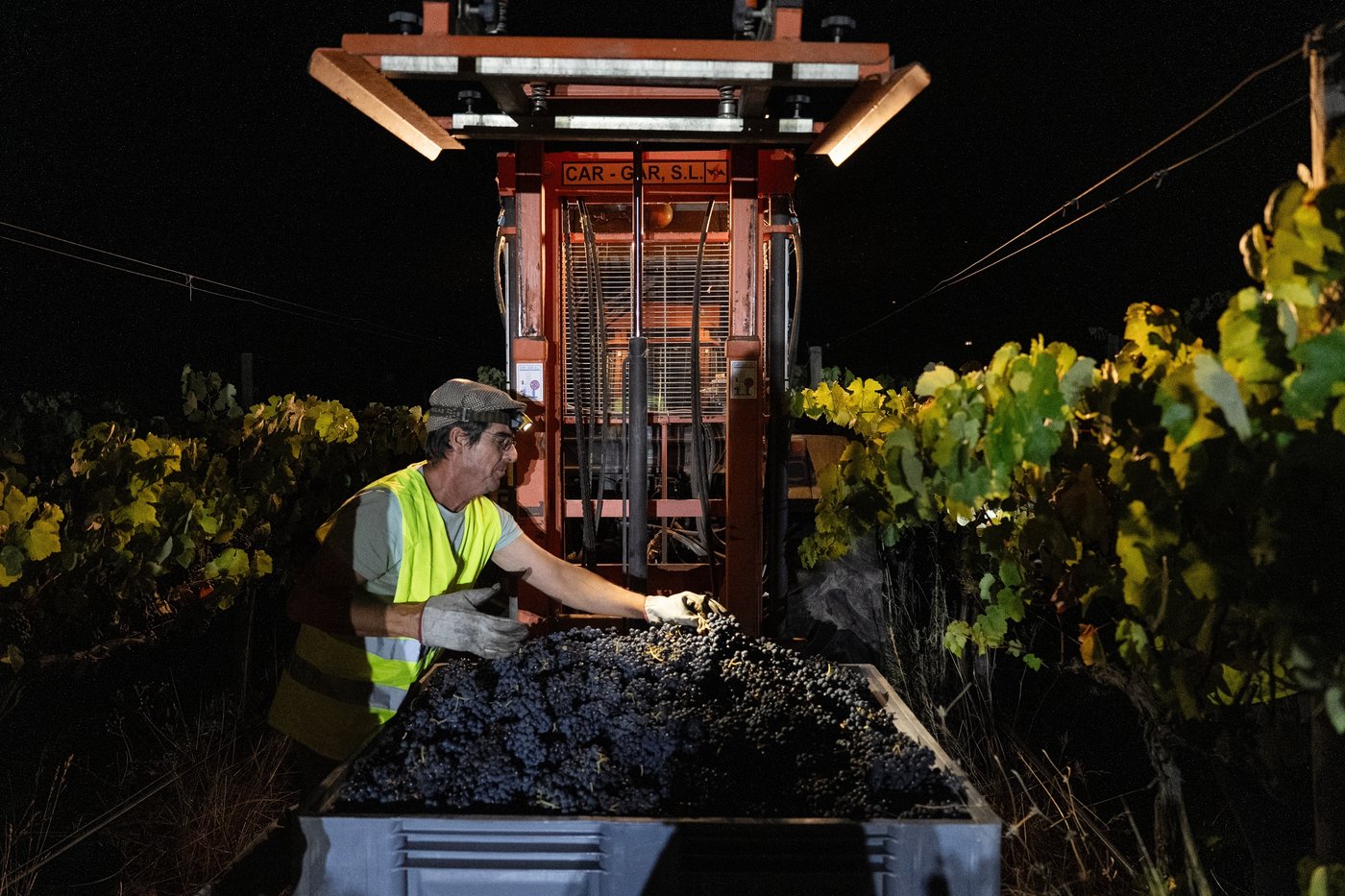 In the cool of a Portugal night, it’s time to pick the grapes | iNFOnews.ca
