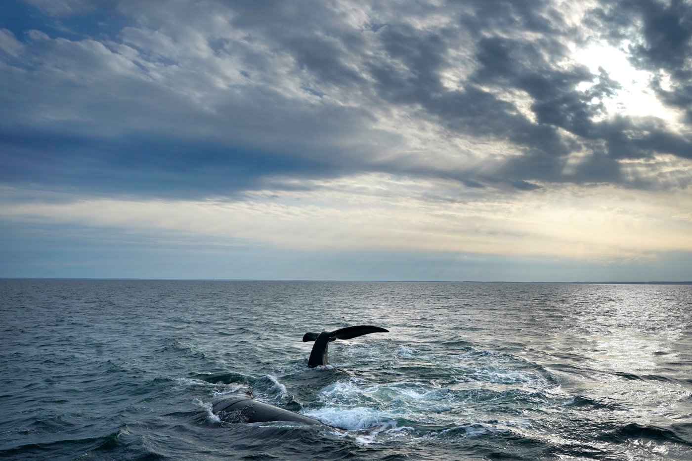 One of the world's rarest whales that makes the Atlantic its home grows in population | iNFOnews.ca One of the world's rarest whales that makes the Atlantic its home grows in population | iNFOnews.ca