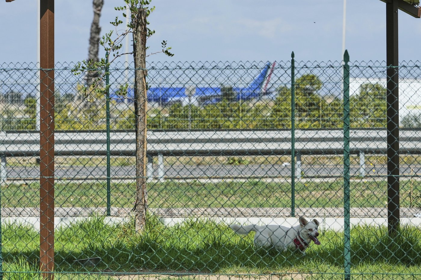 Rome's airport opens luxurious dog hotel with pampering services | iNFOnews.ca