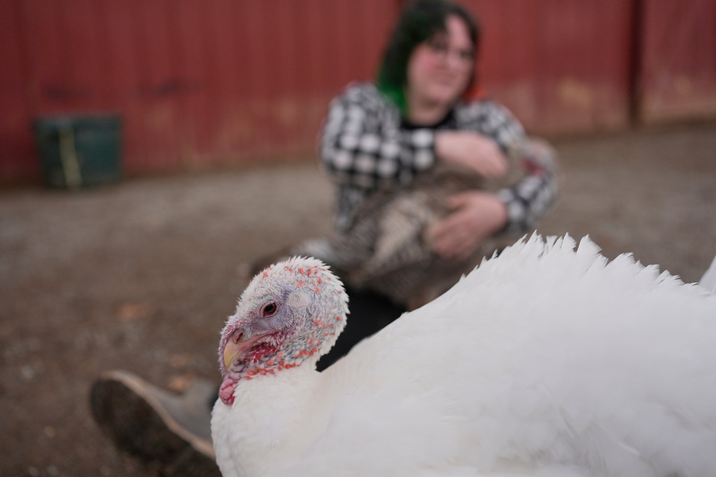 At The Gentle Barn, turkeys are for snuggling, not stuffing at Thanksgiving | iNFOnews.ca