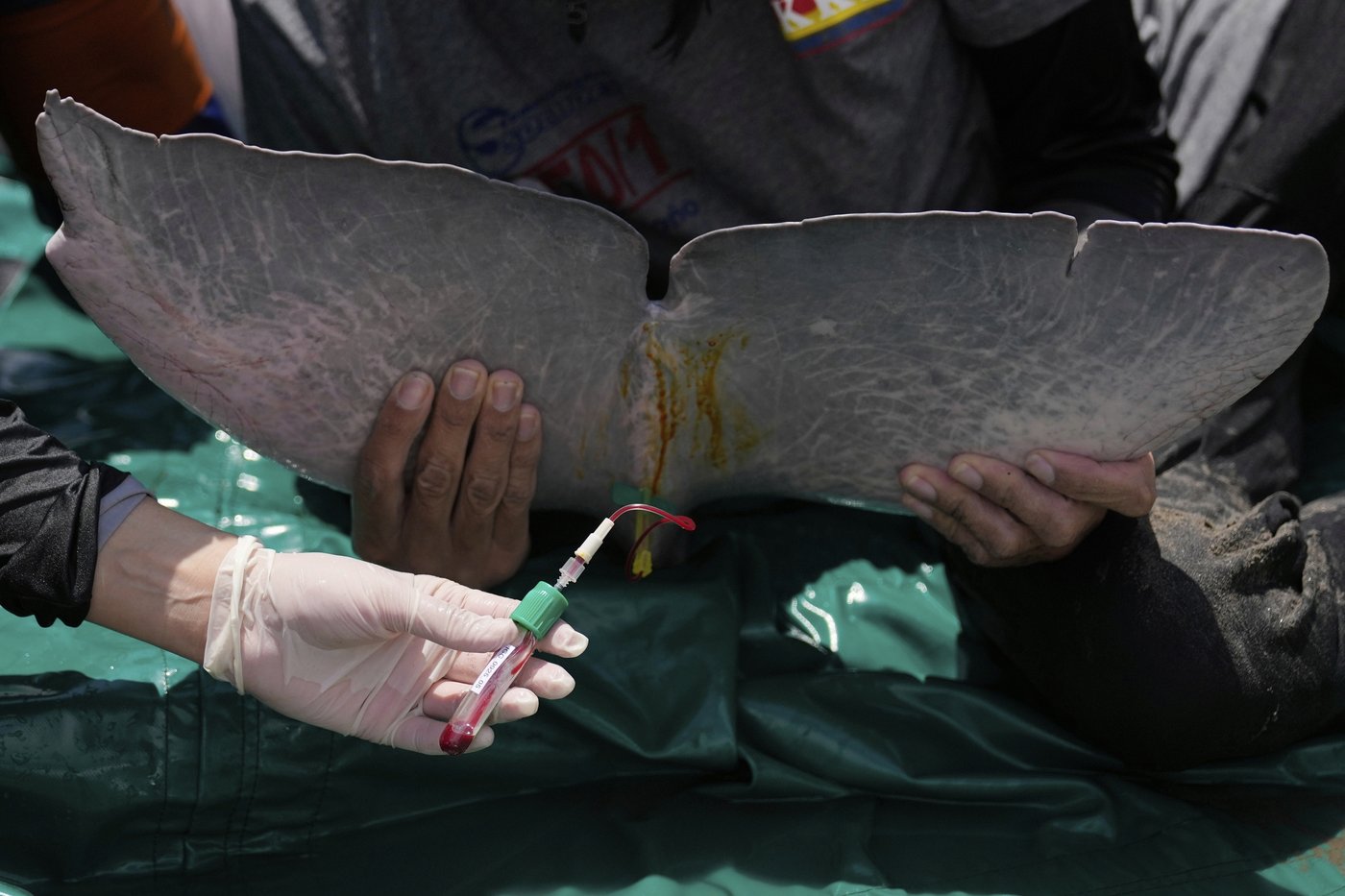 Endangered pink river dolphins face a rising mercury threat in the Amazon | iNFOnews.ca