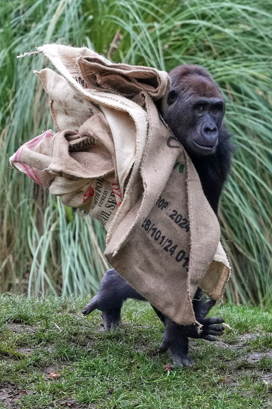 See the world in vertical: Top photos by AP's photojournalists | iNFOnews.ca