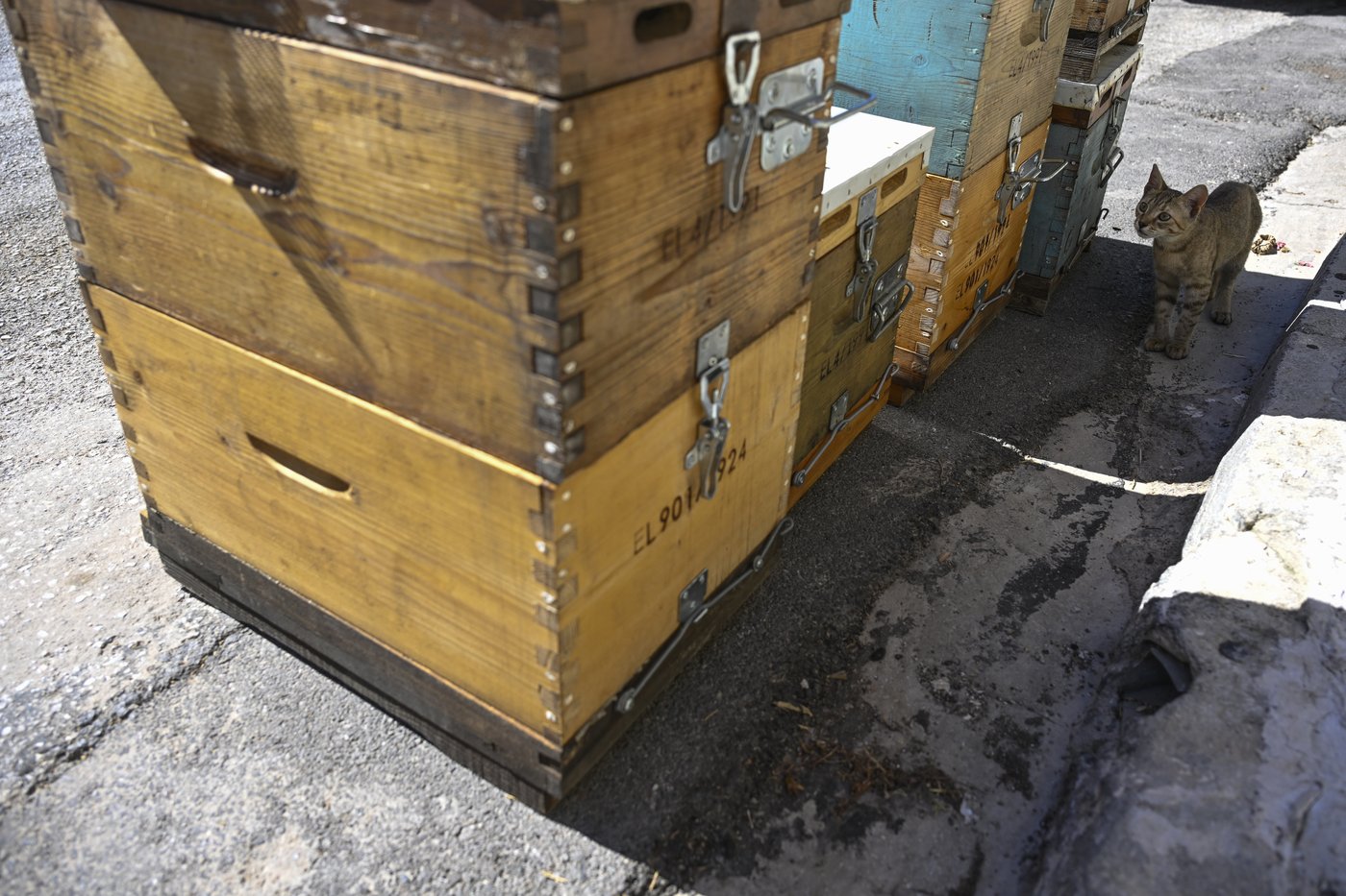 Rooftop beekeeping in Athens: A new buzz in urban ecosystems, in photos | iNFOnews.ca