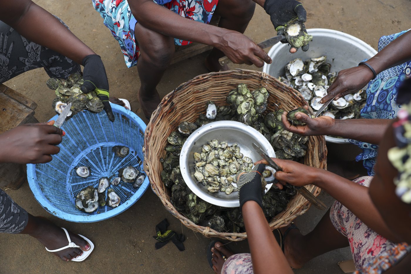 In coastal Ghana, female oyster farmers try to save an old practice threatened by climate change | iNFOnews.ca In coastal Ghana, female oyster farmers try to save an old practice threatened by climate change | iNFOnews.ca
