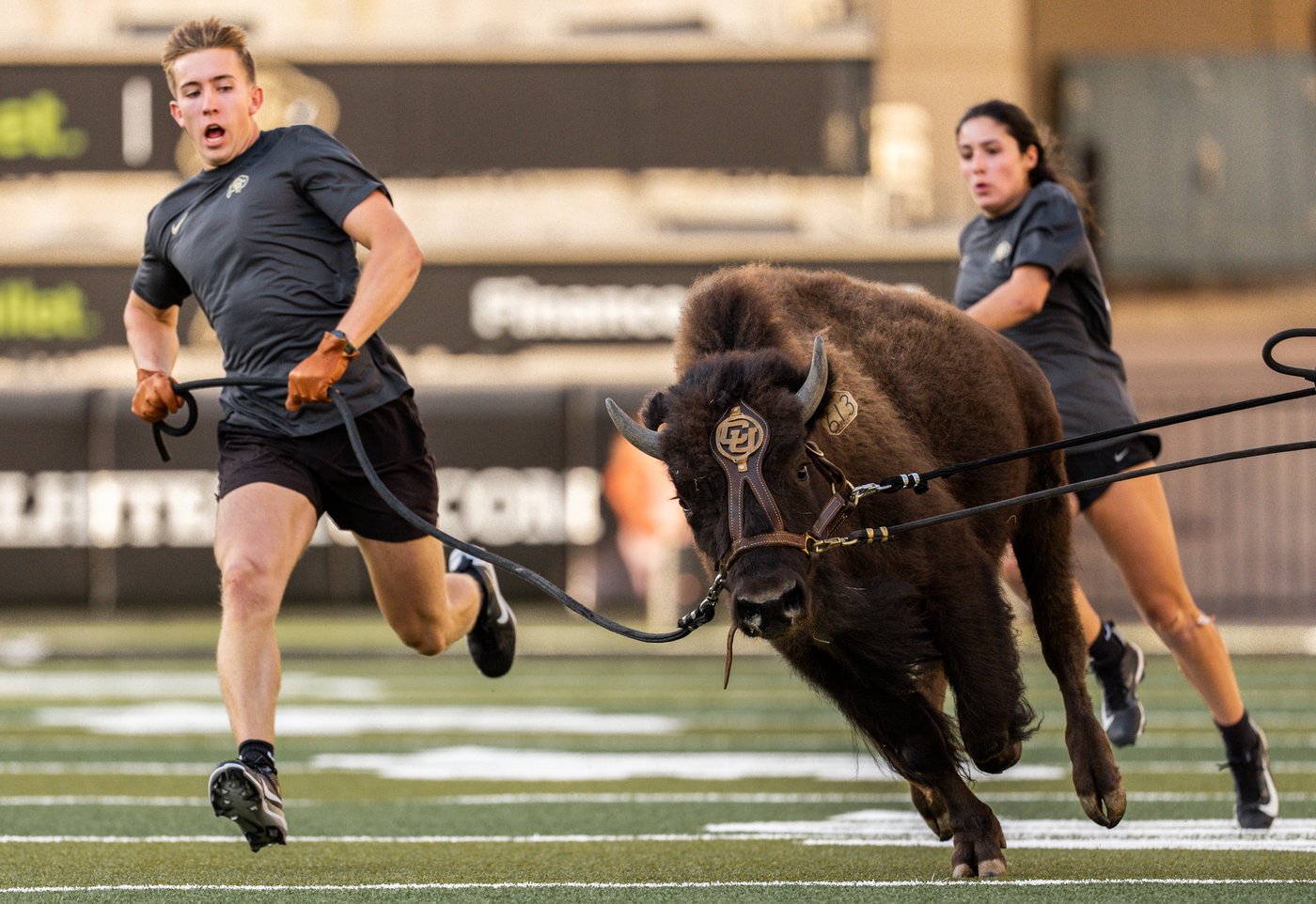 Colorado to debut new live buffalo mascot against Wyoming | iNFOnews.ca