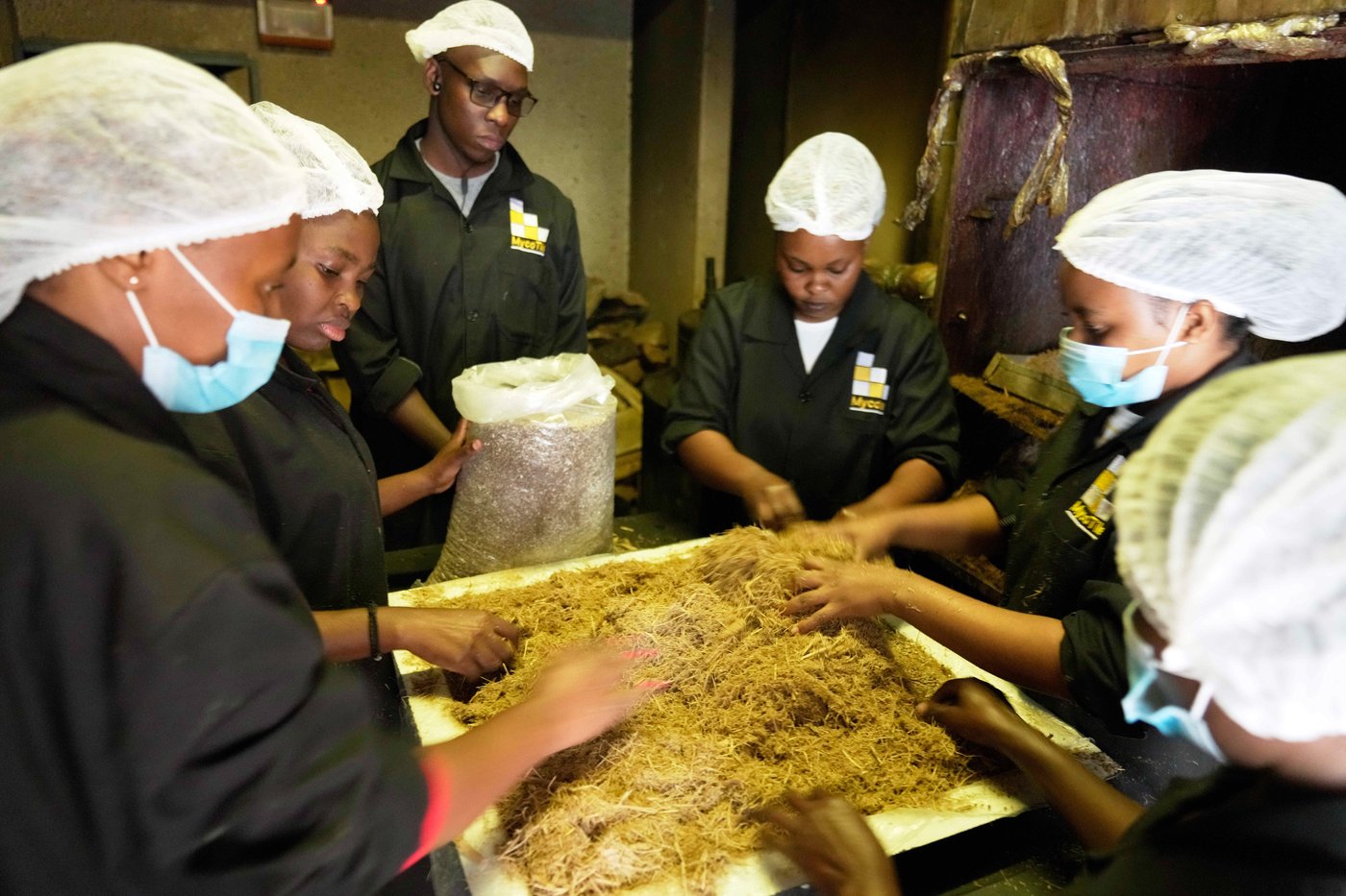 A mushroom farm in Kenya and fungi-based panels give hope for sustainable building | iNFOnews.ca A mushroom farm in Kenya and fungi-based panels give hope for sustainable building | iNFOnews.ca