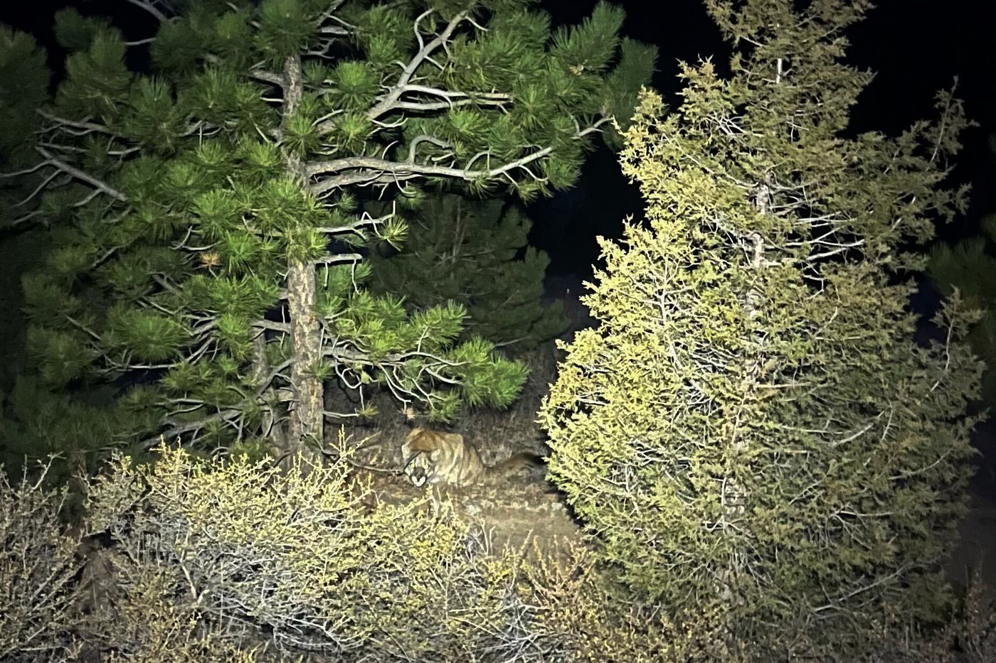 Search ends for mountain lions after solo hiker fatally attacked on Colorado trail | iNFOnews.ca