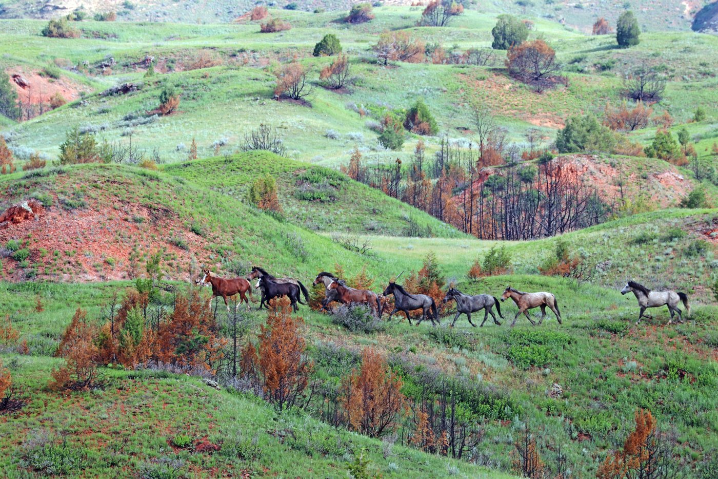 Reconstructed road opens grand views at Theodore Roosevelt National Park in North Dakota | iNFOnews.ca