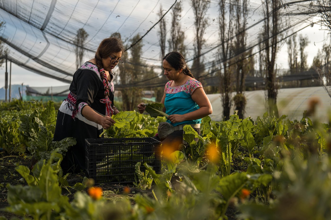 Women in Mexico step up to protect ancient Aztec farms and save a vanishing ecosystem | iNFOnews.ca