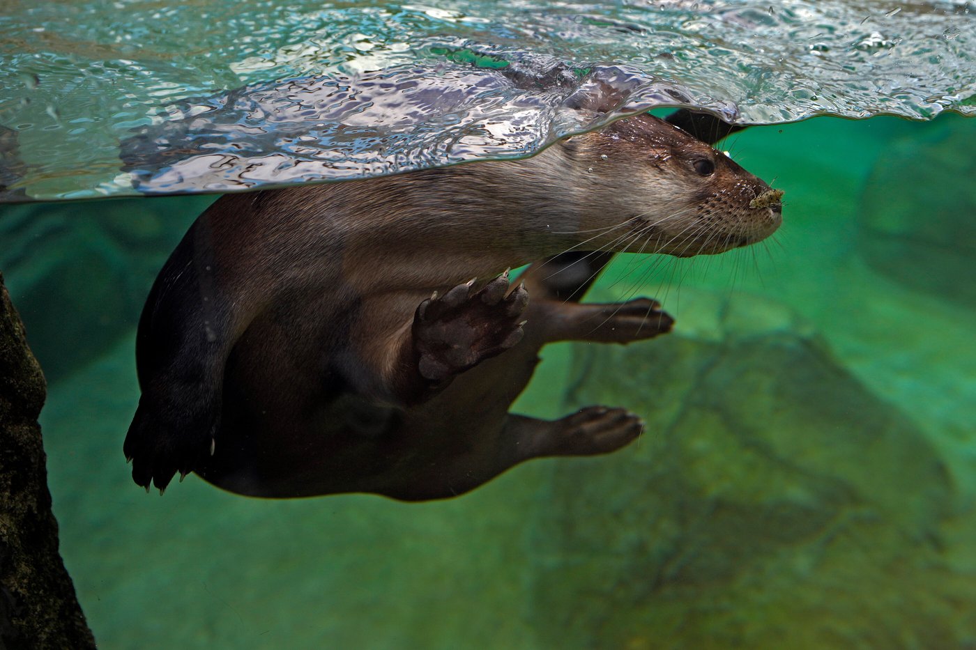 Florida's Mote Marine Laboratory relocates hundreds of marine animals to new $130M facility | iNFOnews.ca