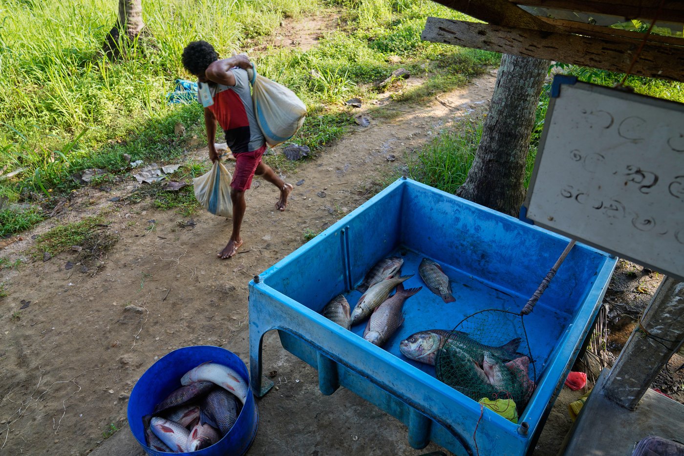 Sri Lankan freshwater fishers keen to turn invasive species threat into an opportunity | iNFOnews.ca
