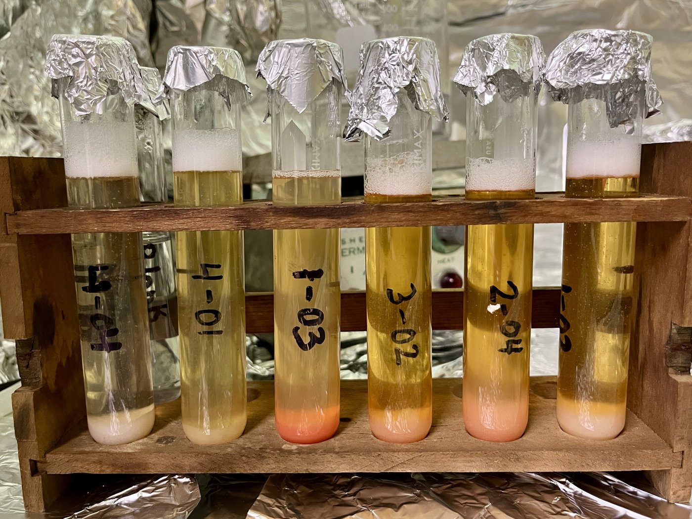 Researchers find microplastics in the tails of lobsters caught off Nova Scotia | iNFOnews.ca Researchers find microplastics in the tails of lobsters caught off Nova Scotia | iNFOnews.ca