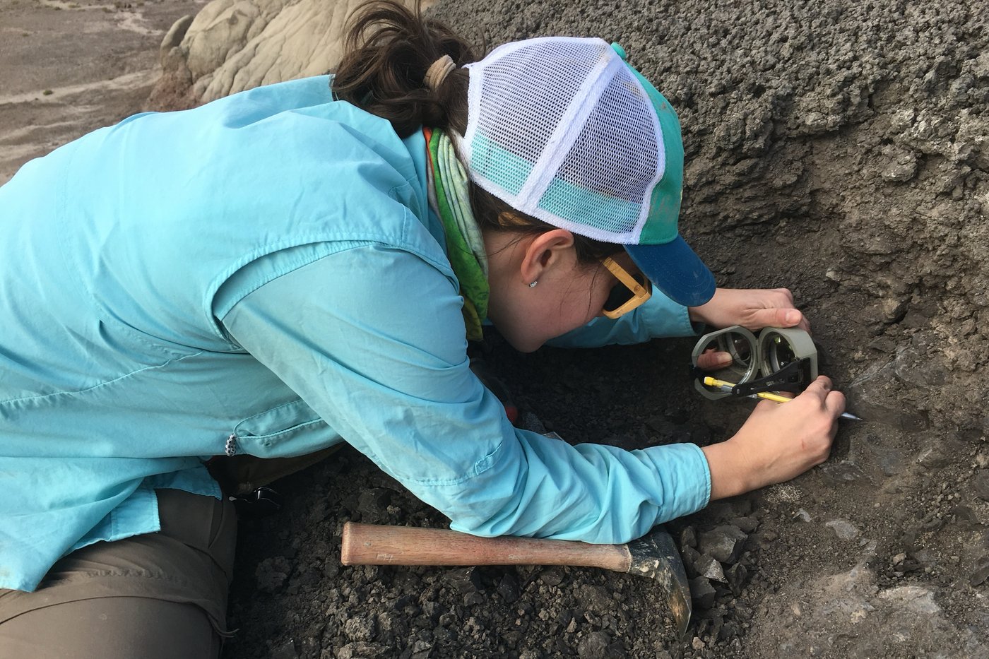 Dinosaurs were thriving in North America before the mass-extinction asteroid strike, study suggests | iNFOnews.ca Dinosaurs were thriving in North America before the mass-extinction asteroid strike, study suggests | iNFOnews.ca