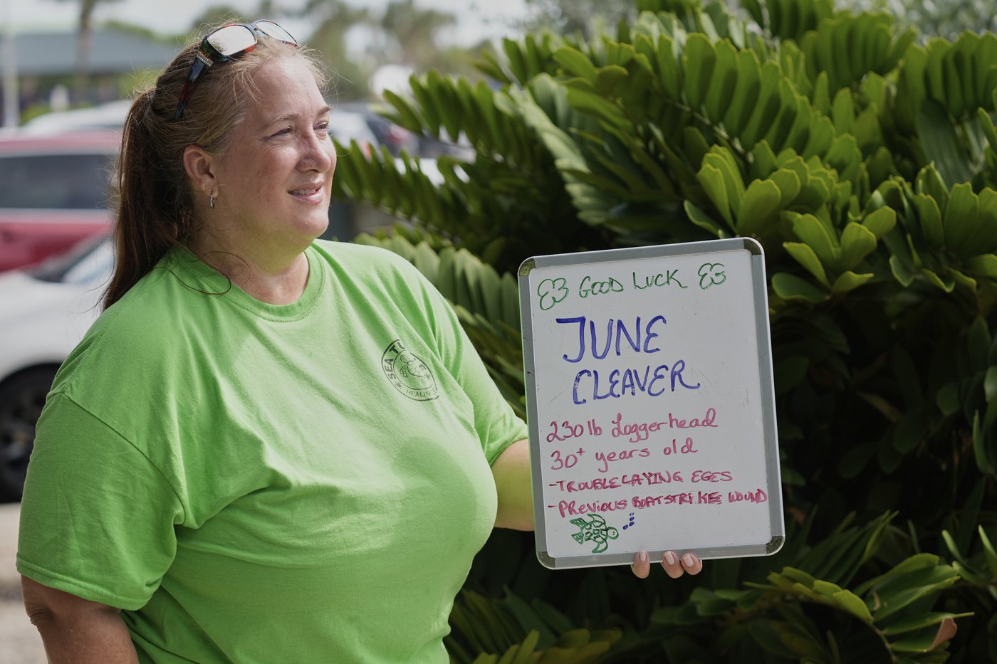 June Cleaver the loggerhead turtle is released into the ocean off Florida after rehab | iNFOnews.ca