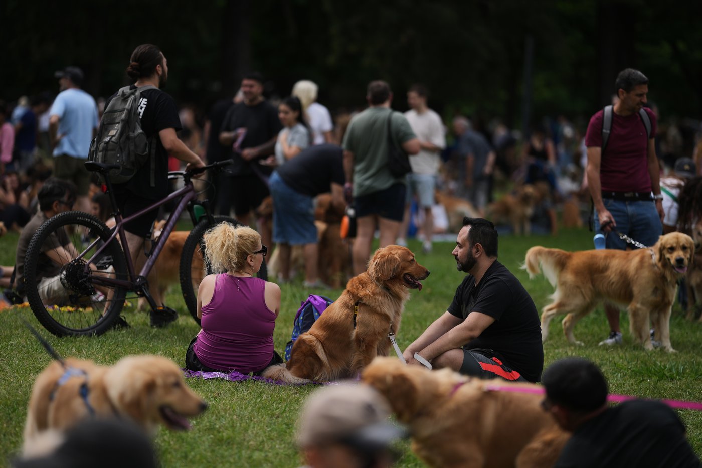 Photos of golden retrievers gathered in Buenos Aires for a world record attempt | iNFOnews.ca