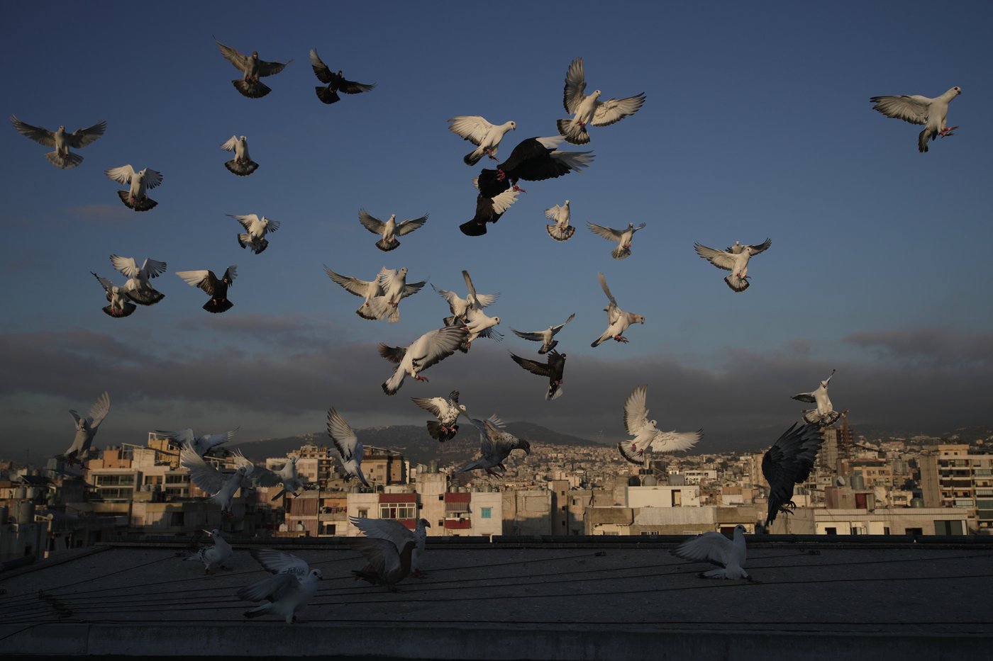 Photos of a Beirut woman's rooftop sanctuary for pigeons | iNFOnews.ca