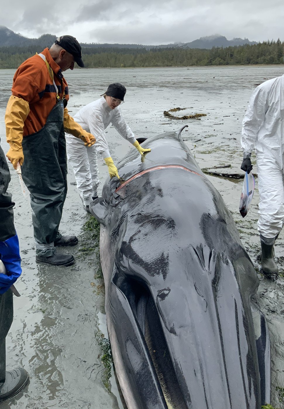 For B.C. whale coroner, a gruesome duty to 'revered' animals approached with humility | iNFOnews.ca