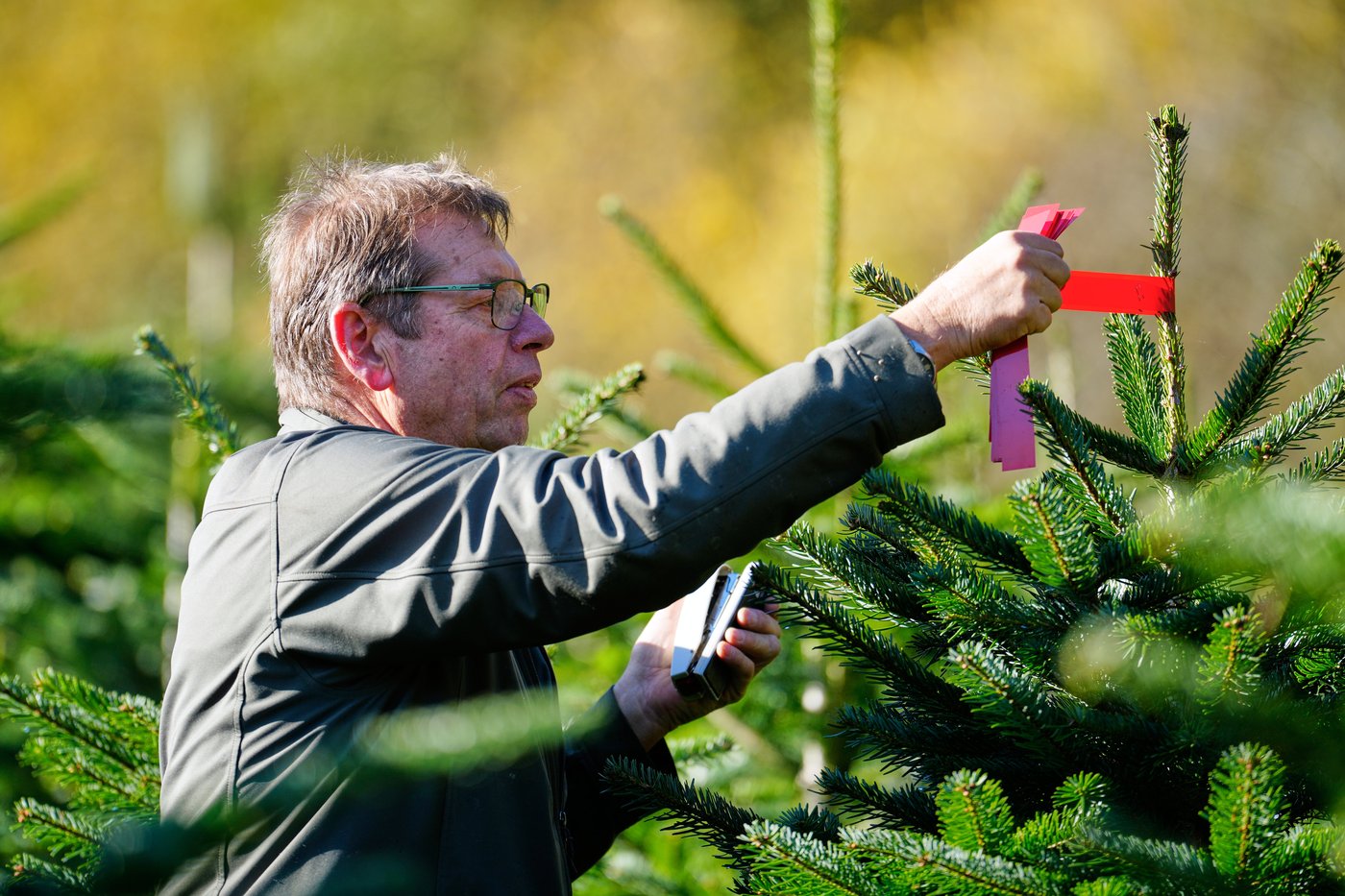 Christmas harvest begins in Germany, where some say decorating trees began | iNFOnews.ca